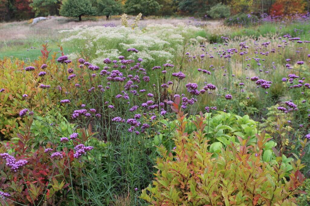 A wildflower field designed by Landbox Landscape Architecture Studio