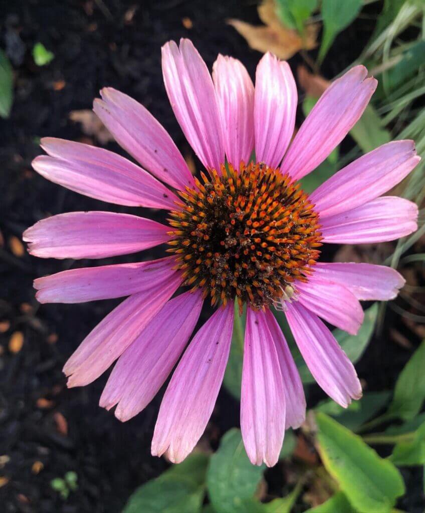 Close-up of a pink flower in a landscape design by Landbox Landscape Architecture Studio